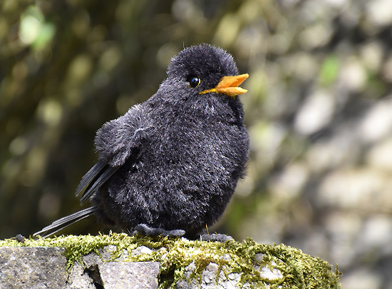 amsel