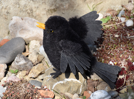 amsel