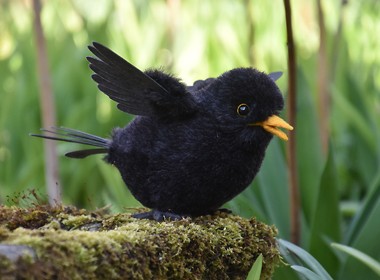 amsel