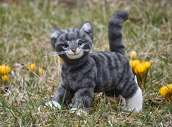 katze