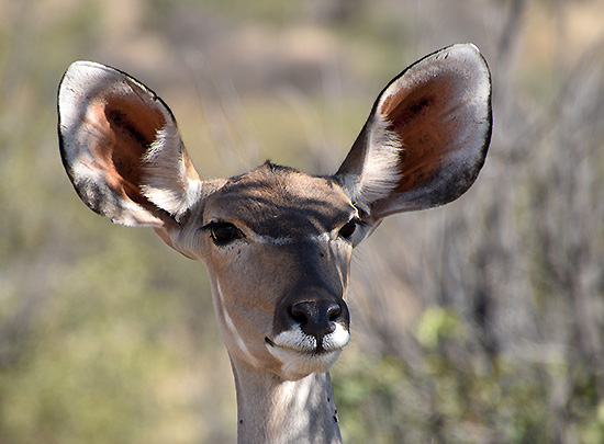 kudu