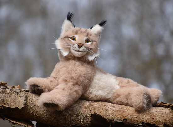 luchs