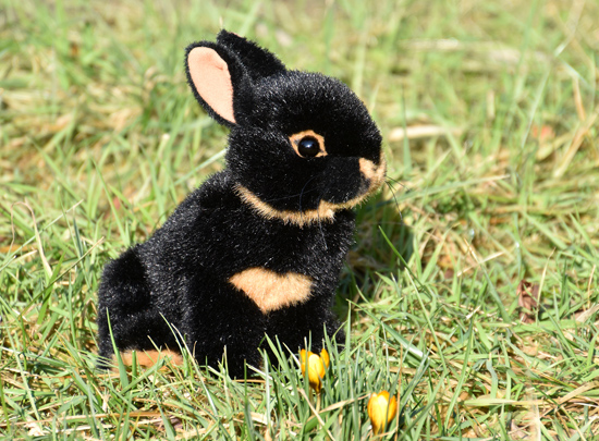 kaninchen