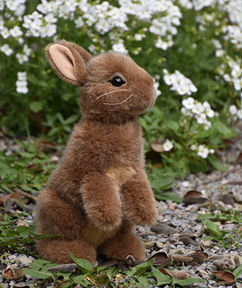 kaninchen