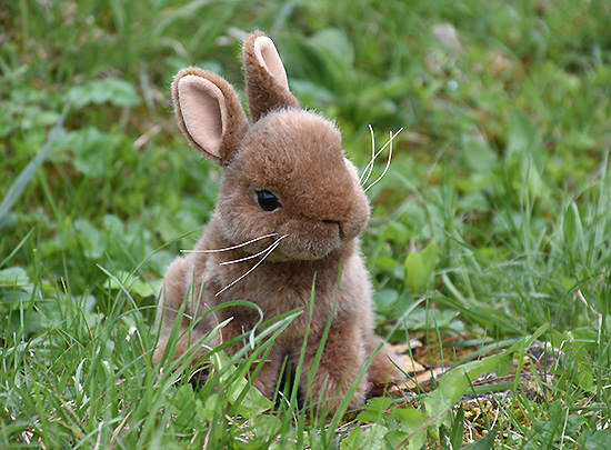 kaninchen
