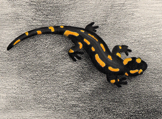 salamander