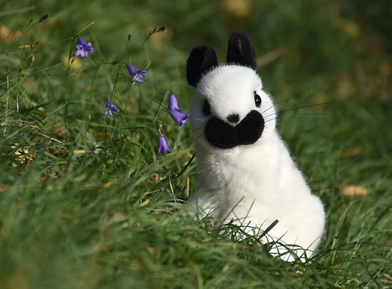 kaninchen