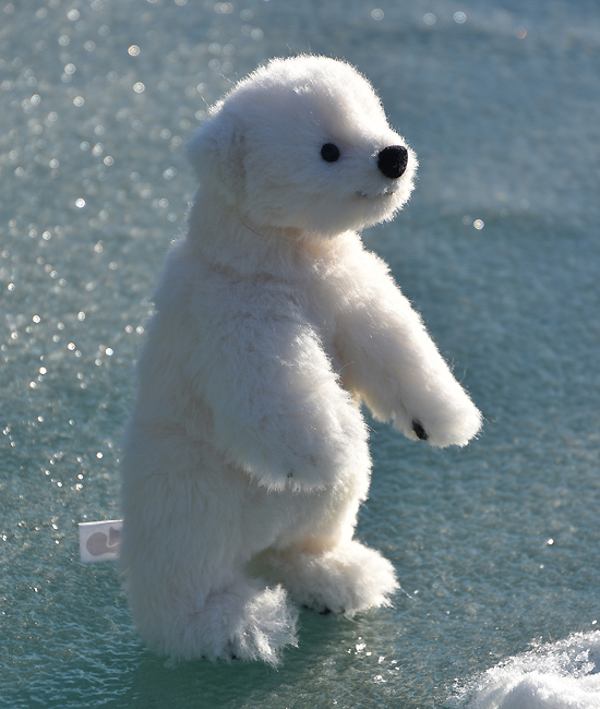 eisbär