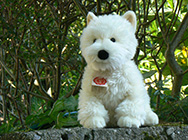 westie