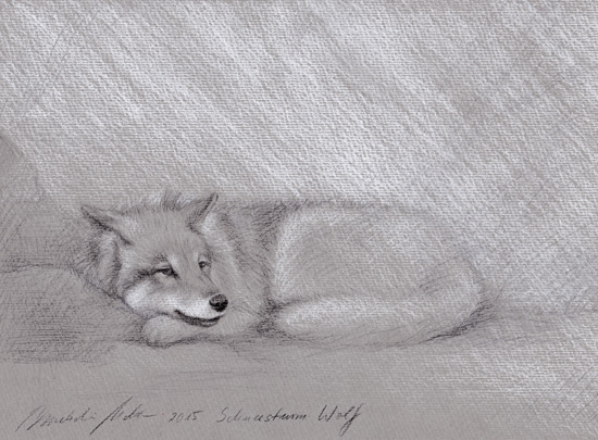 Wolf zeichnung